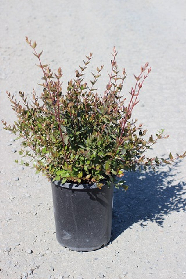 Abelia 'Little Richard' – Yardwork