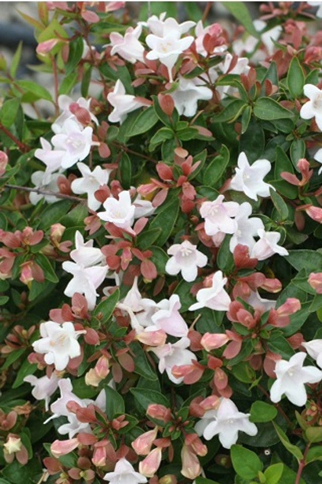 Abelia 'Edward Goucher' – Yardwork Abelia 'Edward Goucher' – Yardwork