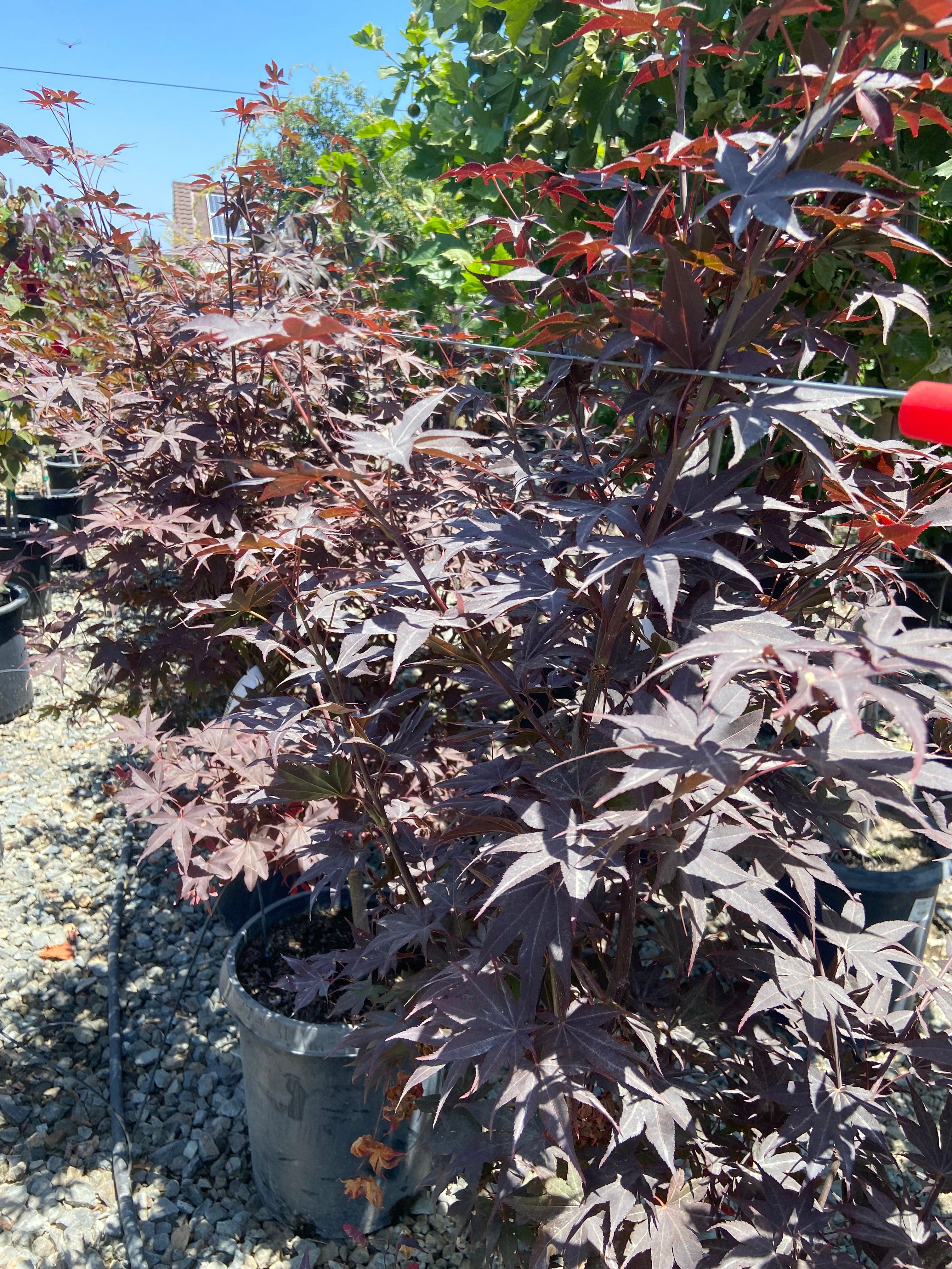 Acer Palmatum Bloodgood