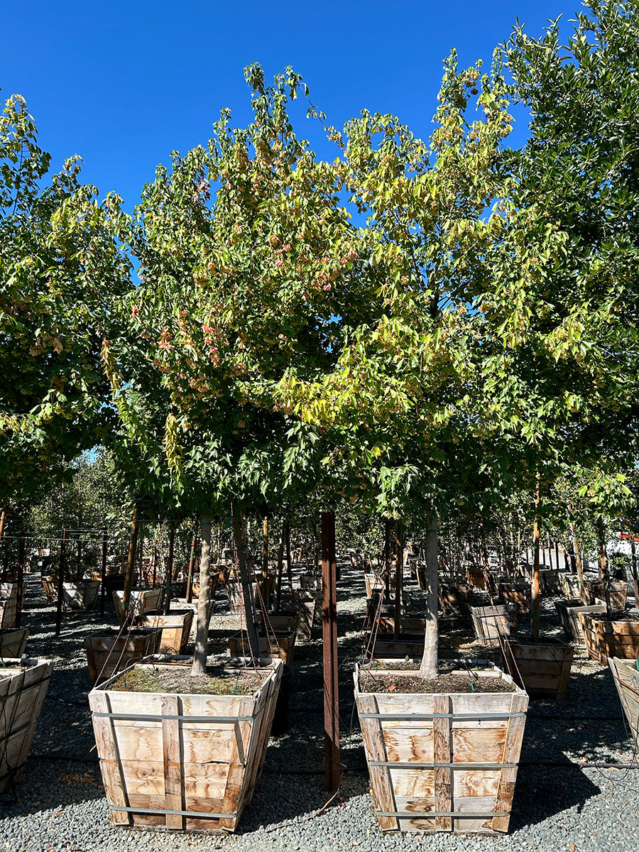 紫苑 Trident Maple - Acer buergerianum – Yardwork