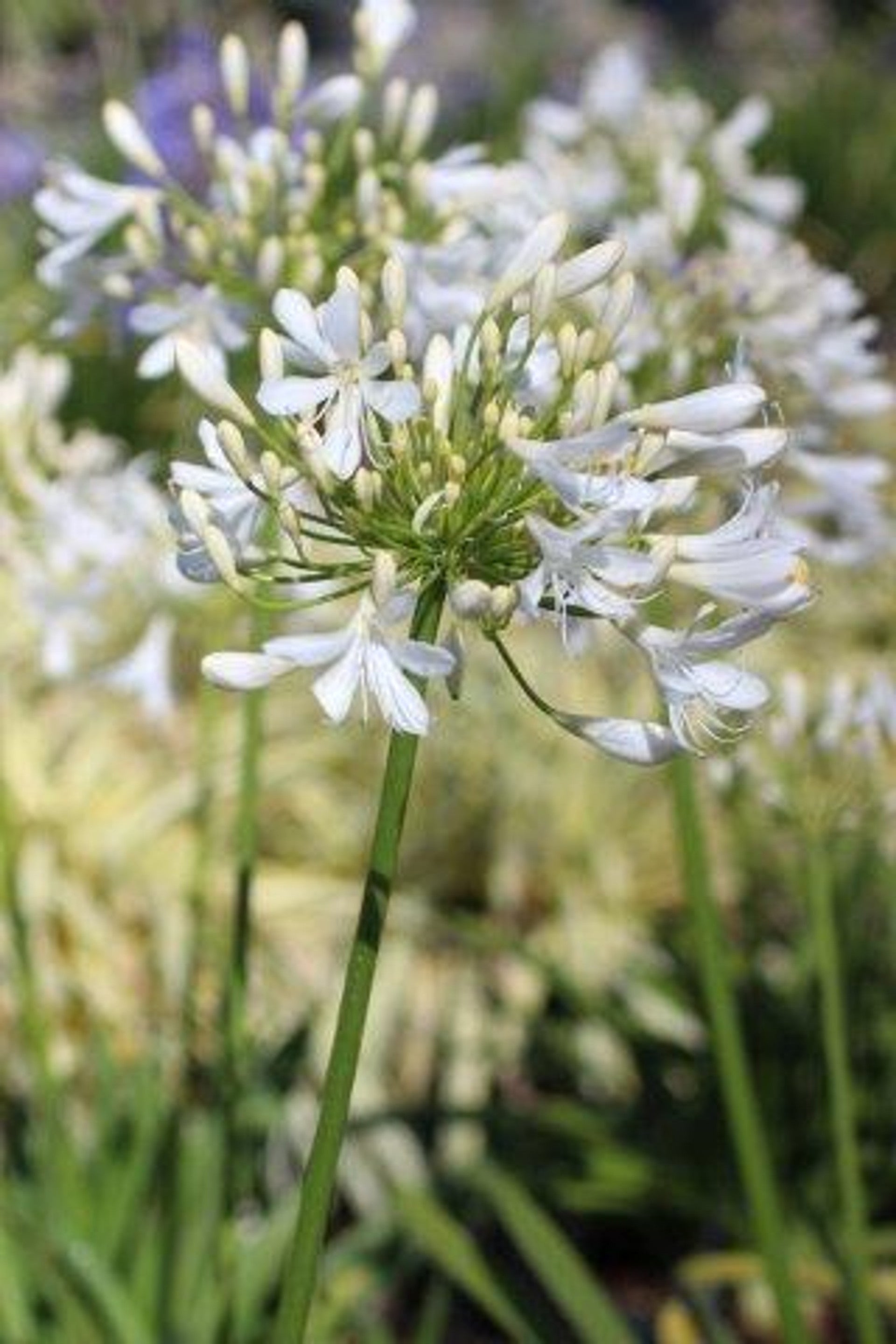 white south african lily White Lily of the Nile