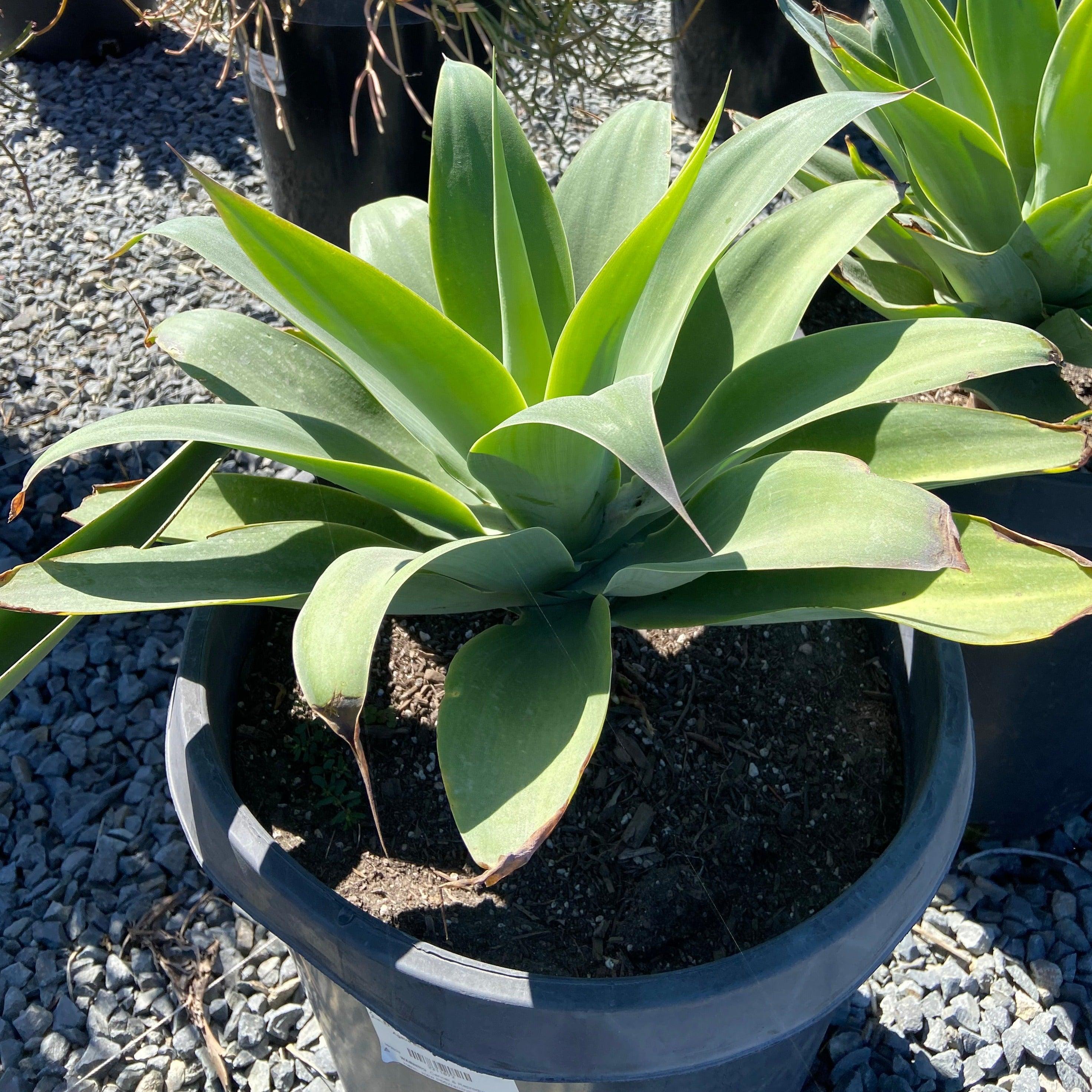 foxtail succulent Foxtail Agave
