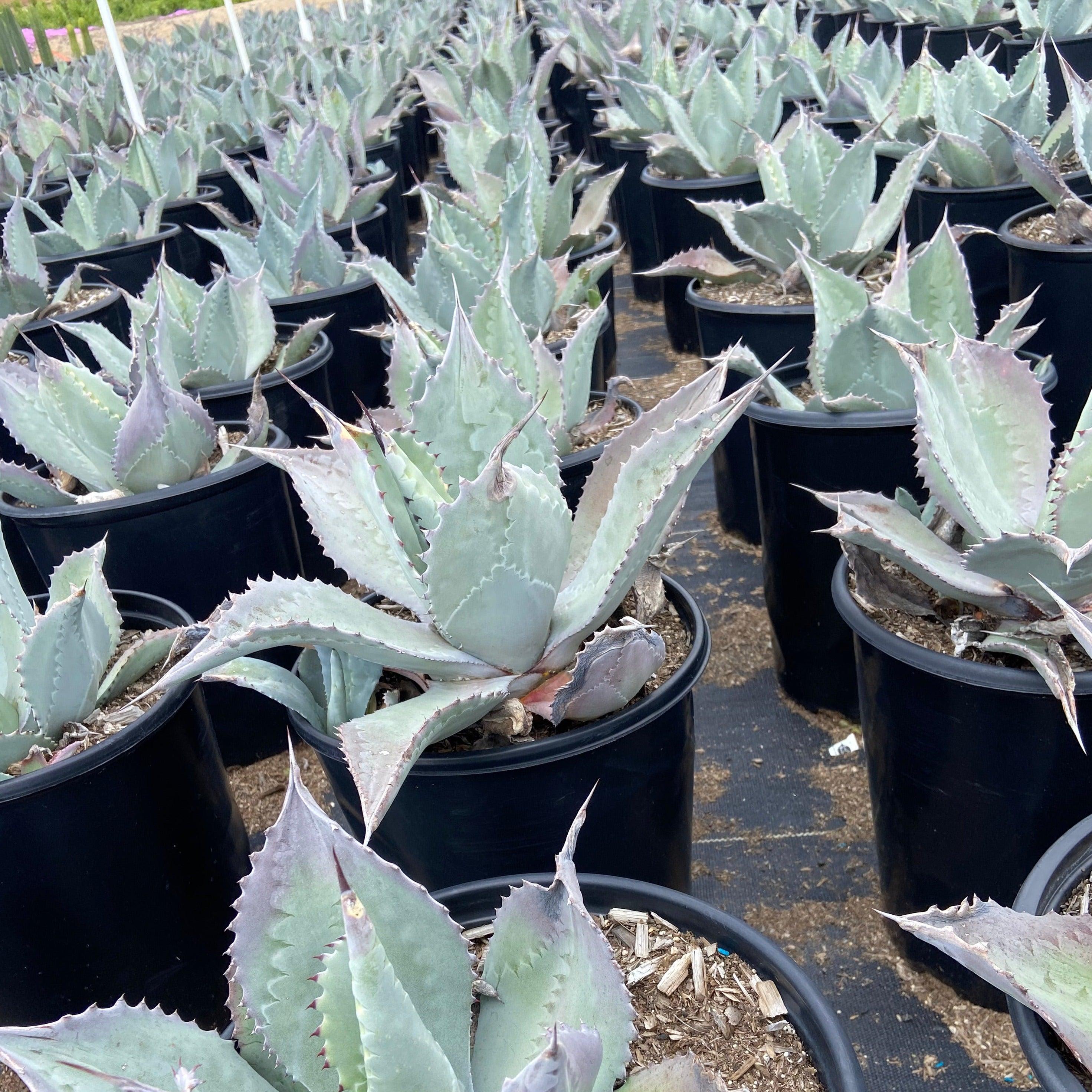 Albicans Agave - Agave celsii albicans x attenuata – Yardwork