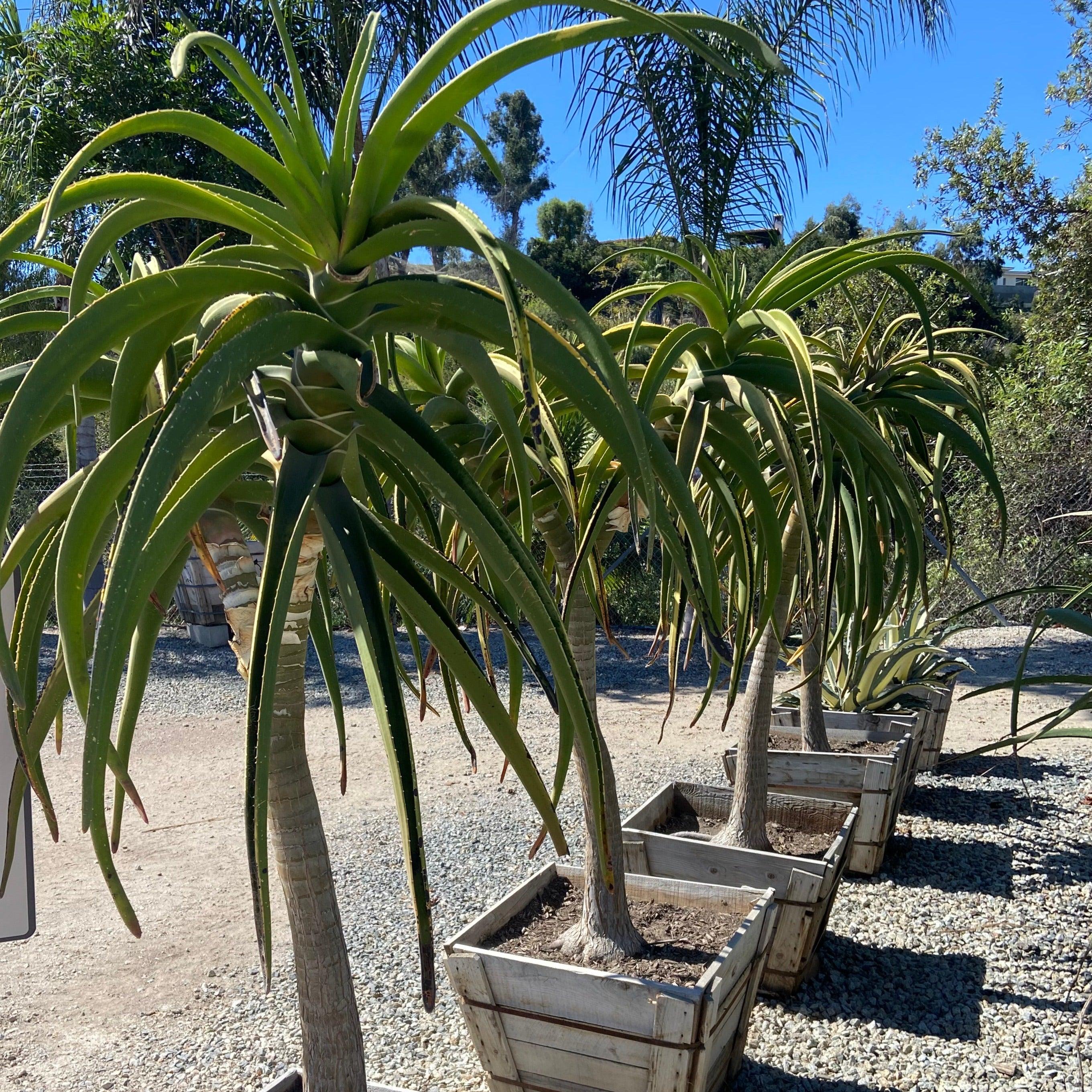 aloe bonsai trees Tree Aloe (Aloe barberae) – Yardwork