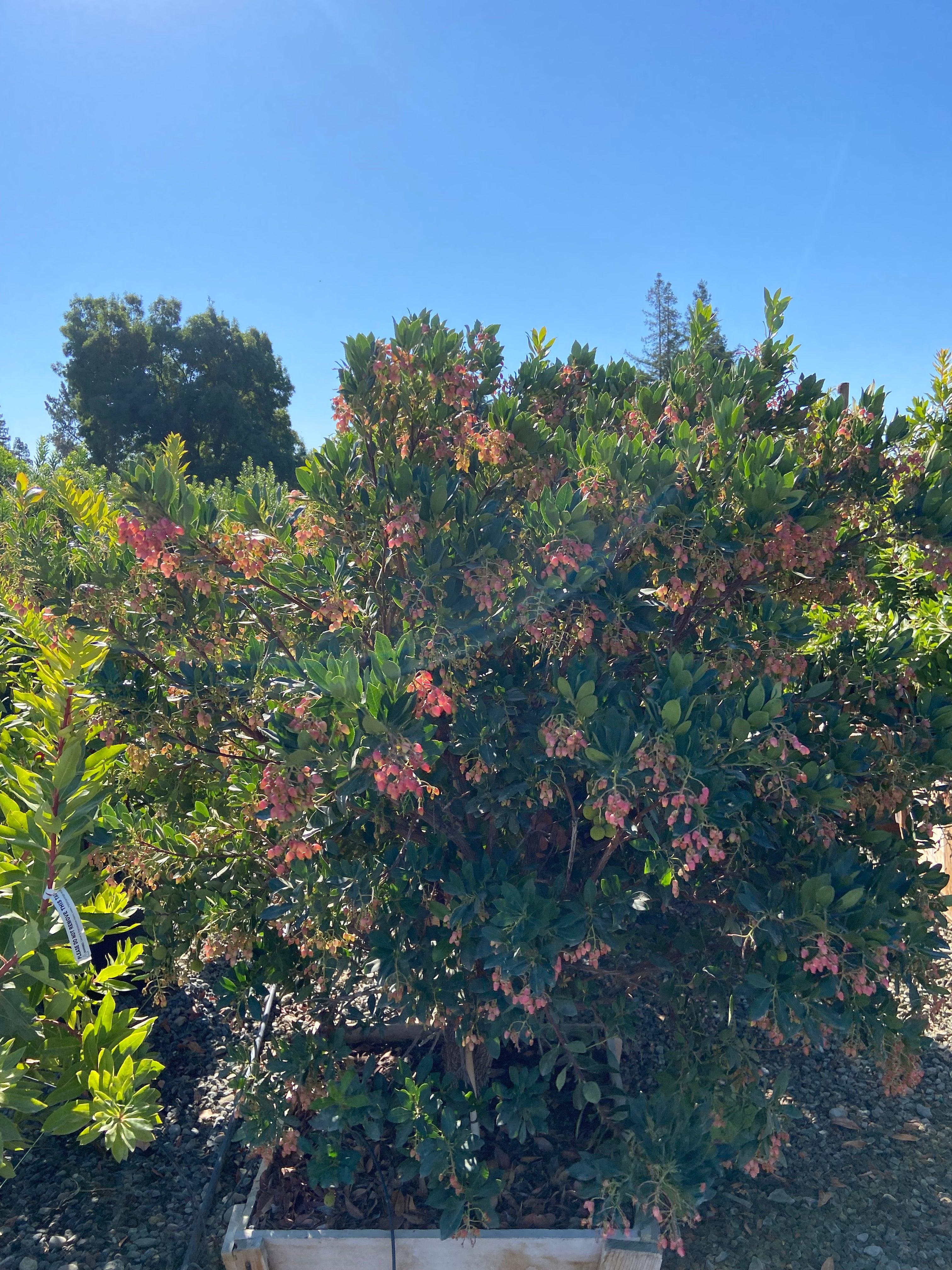 Dwarf Strawberry Tree Arbutus Unedo Pulled Nursery