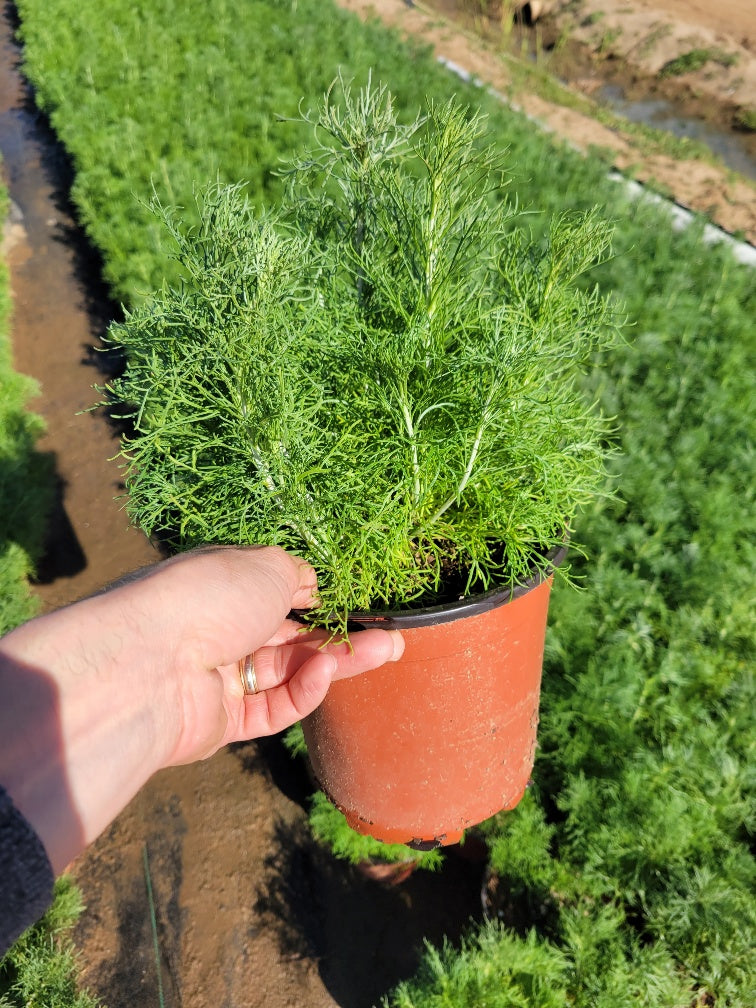where to buy pot plants in california California Sagebrush