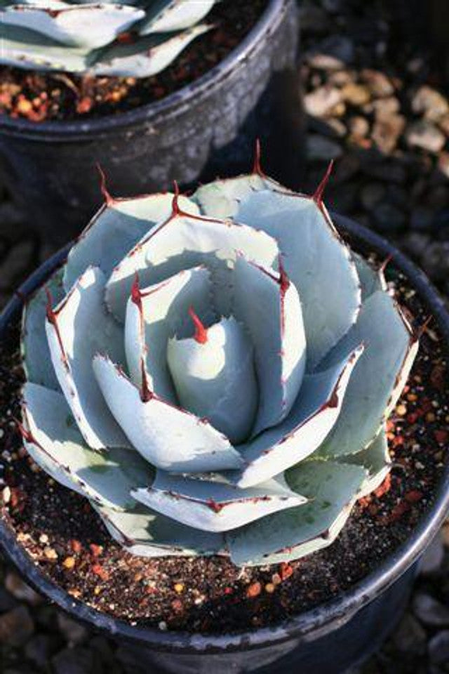artichoke looking succulent Artichoke Agave