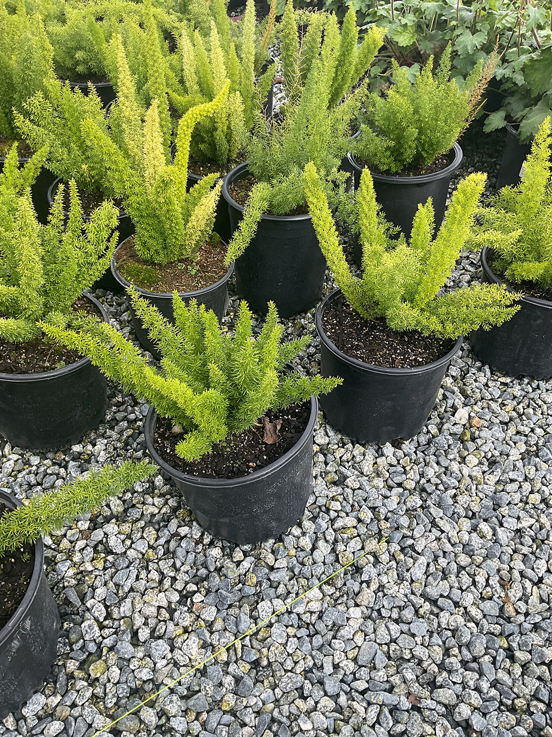 Foxtail Fern
