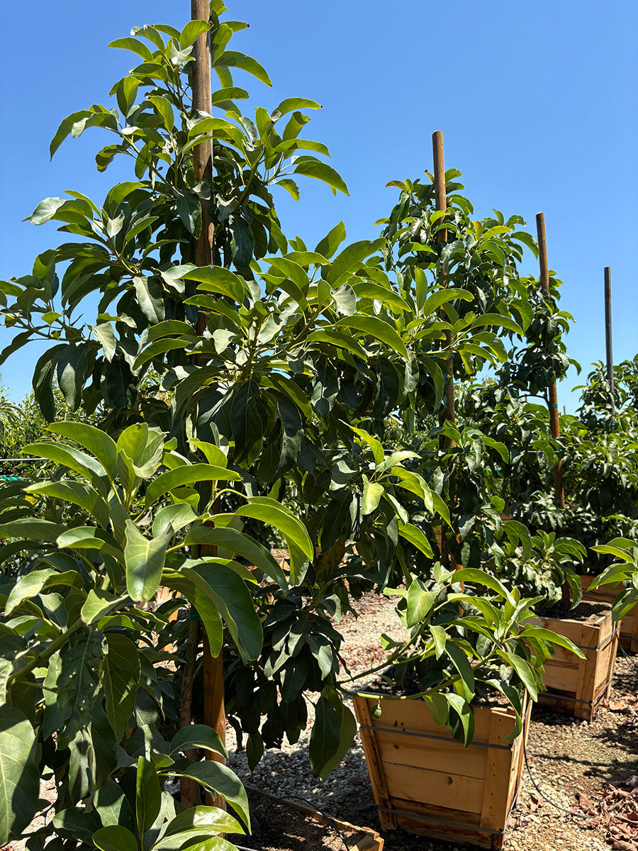 avocado plant in pot Avocado Tree 'Nabal' (Type B) – Yardwork