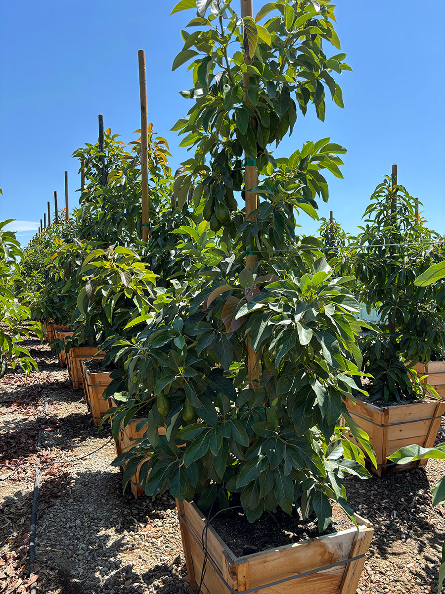 Zutano Avocado Tree (Type B) – Yardwork