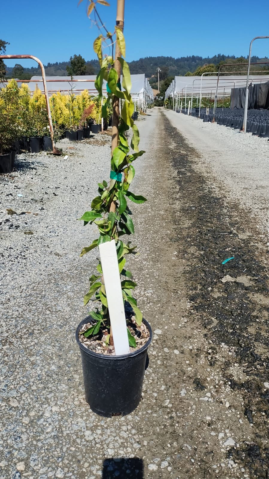 Crossvine - Bignonia Capreolata 'Tangerine Beauty' – Yardwork
