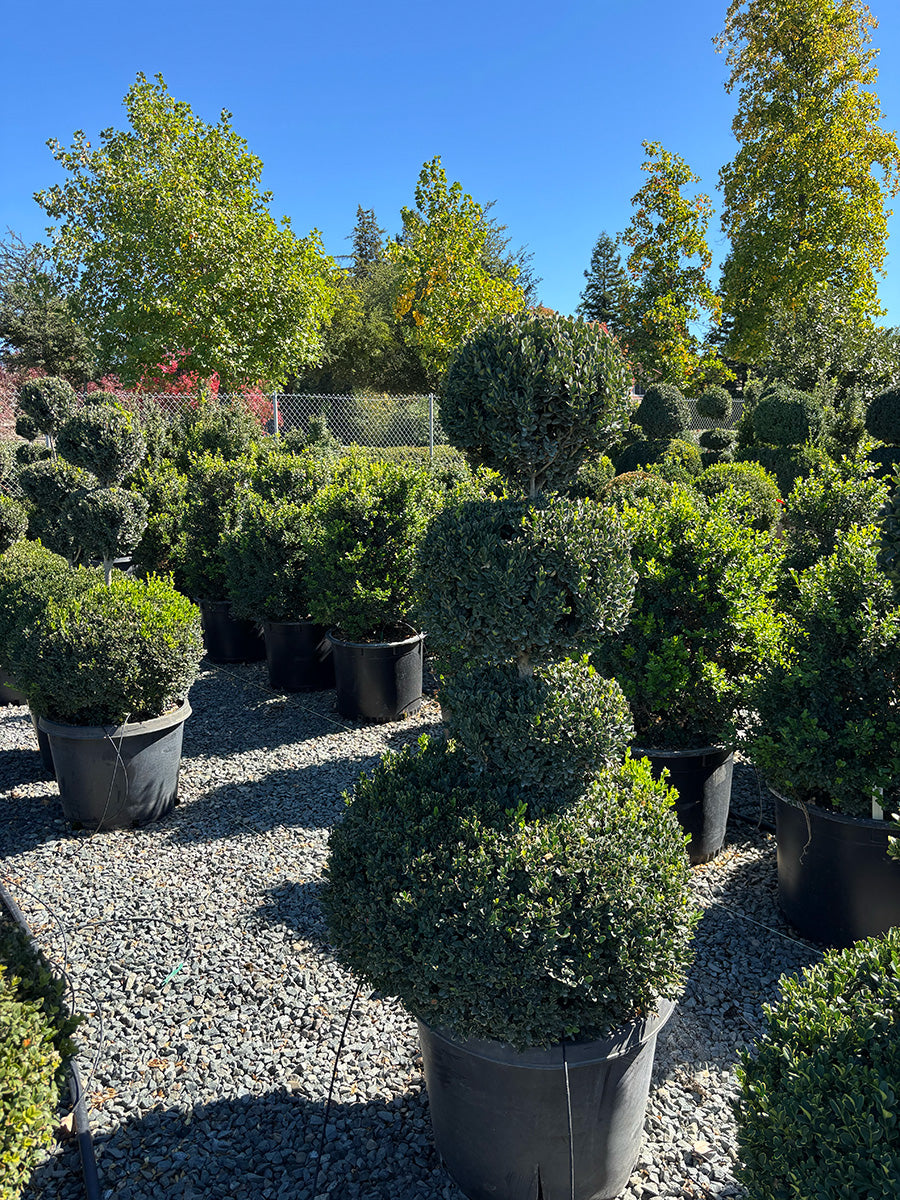 Green Mountain Boxwood Ball 4-Tier