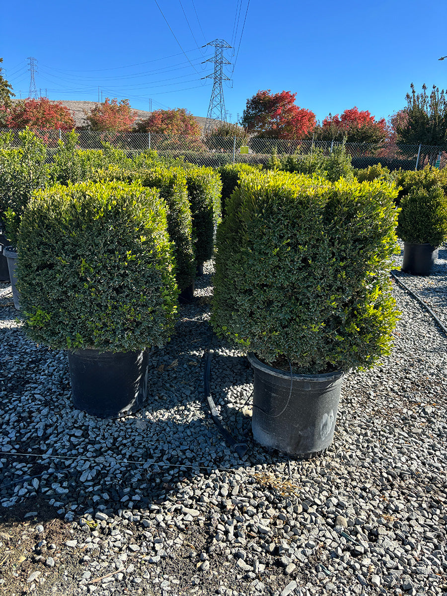 buxus plants in pots Green Gem Boxwood