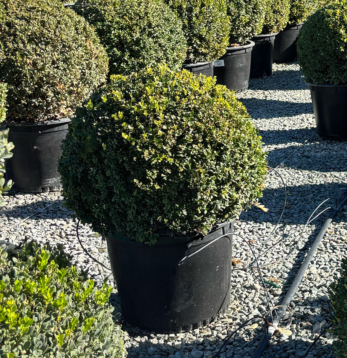 Green Gem Boxwood Globe