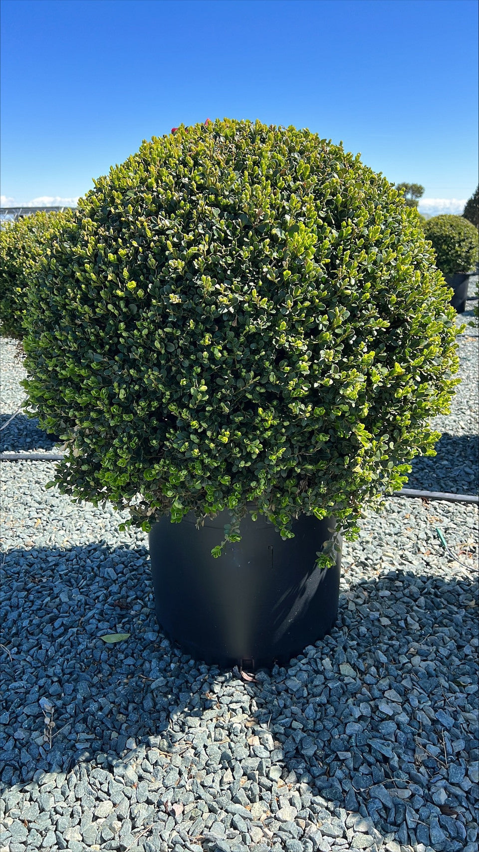 Buxus sempervirens (Common Boxwood)