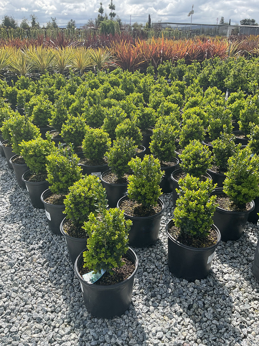 boxwood potted plant English Boxwood