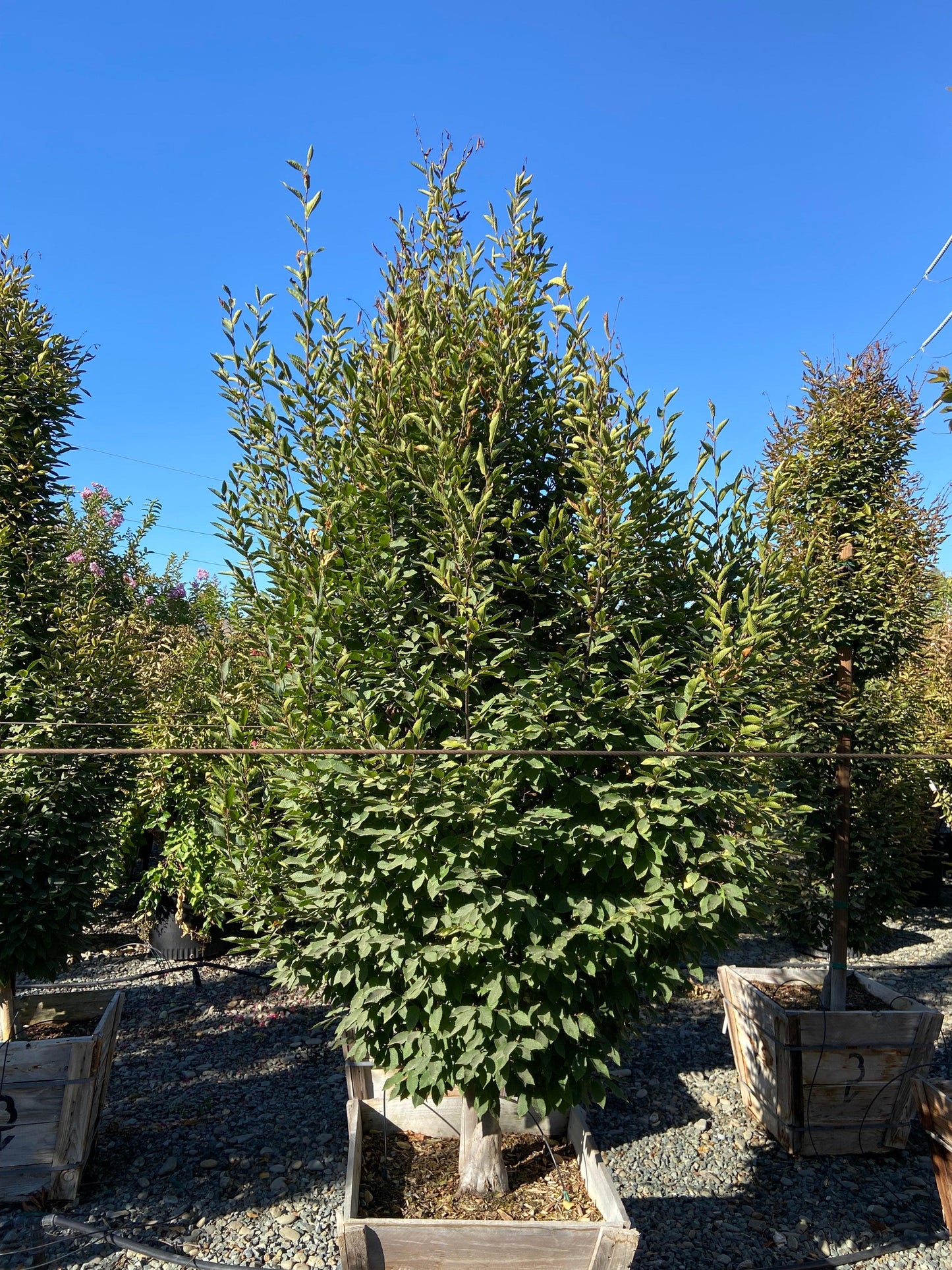 Upright European Hornbeam (Carpinus betulus 'Fastigiata') - Pulled Nursery
