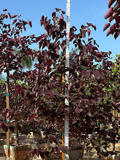 lavender redbud tree Ruby Falls Redbud