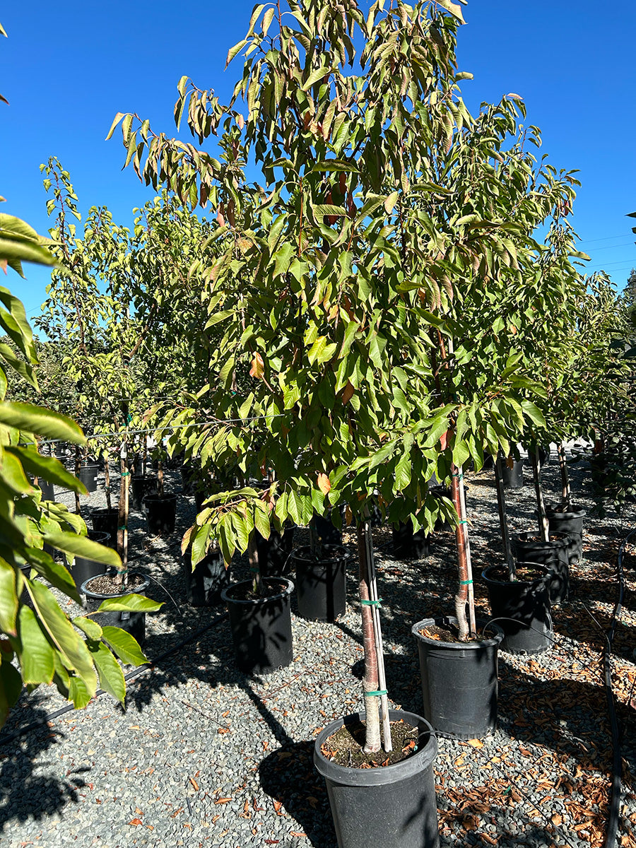 can you plant cherry trees in pots Bing Cherry Tree