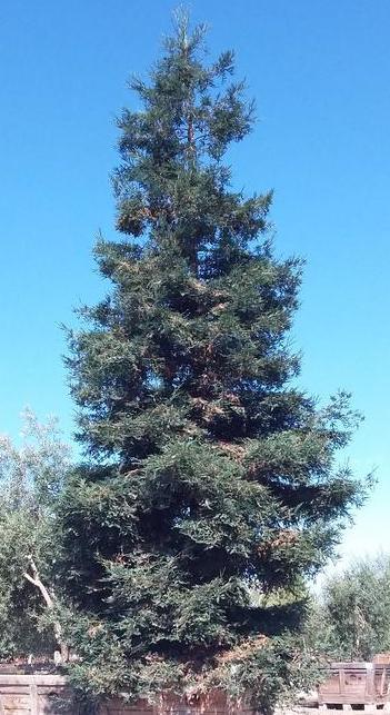 Coast Redwood - Sequoia sempervirens - Pulled Nursery