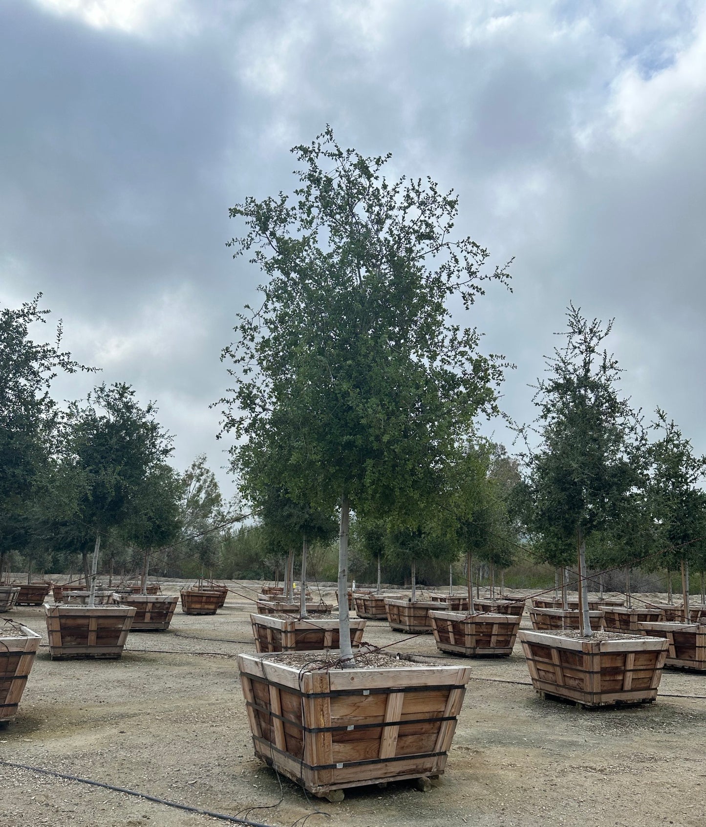 Coast Live Oak Tree (Quercus Agrifolia)