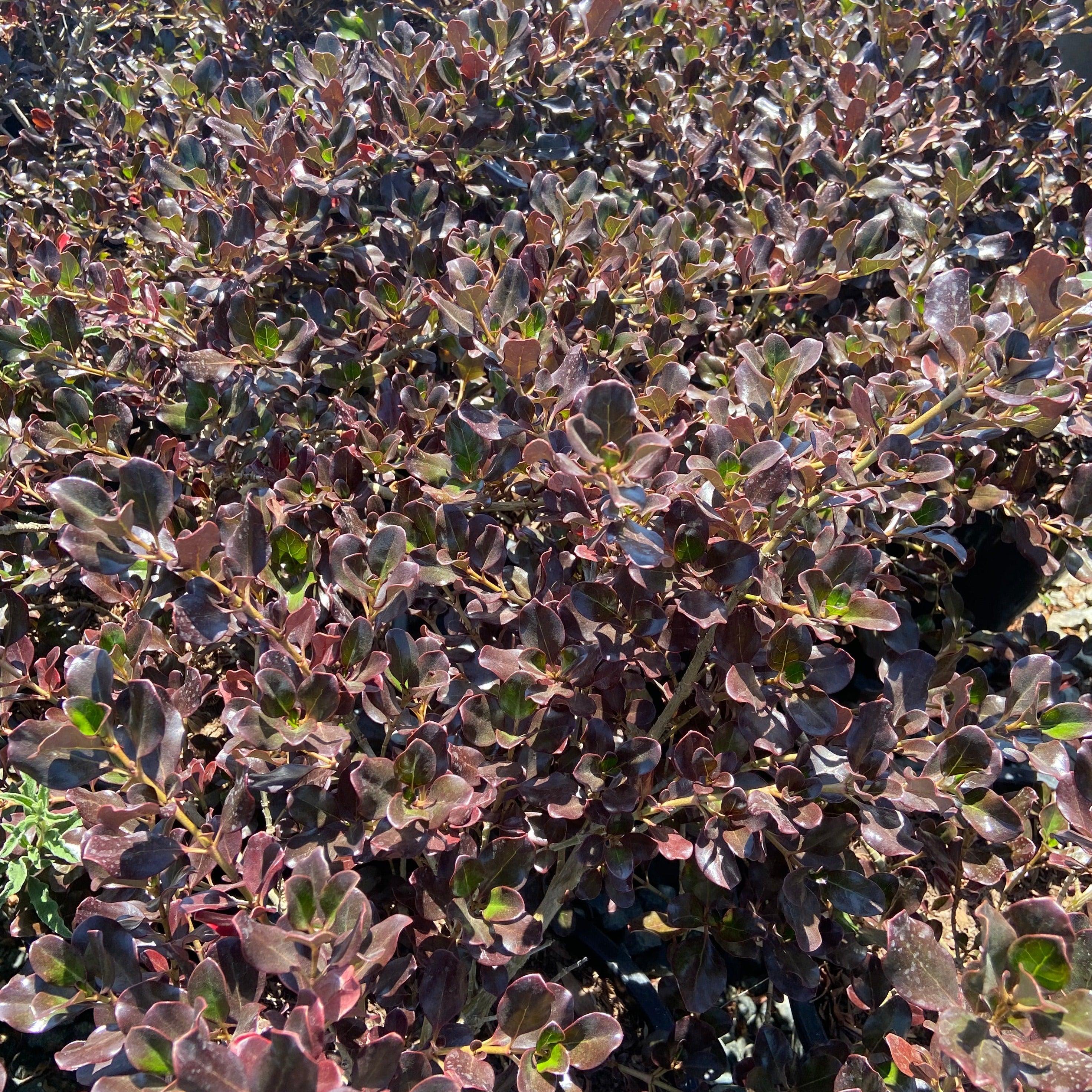 Plum Hussey Mirror Plant - Coprosma repens 'Plum Hussey' (Burgundy