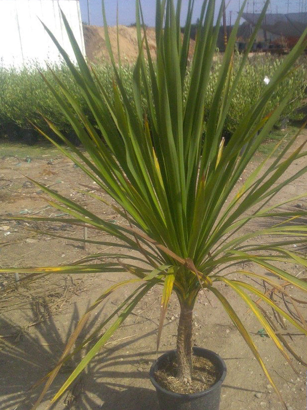 cabbage tree indoor plant New Zealand Cabbage Tree
