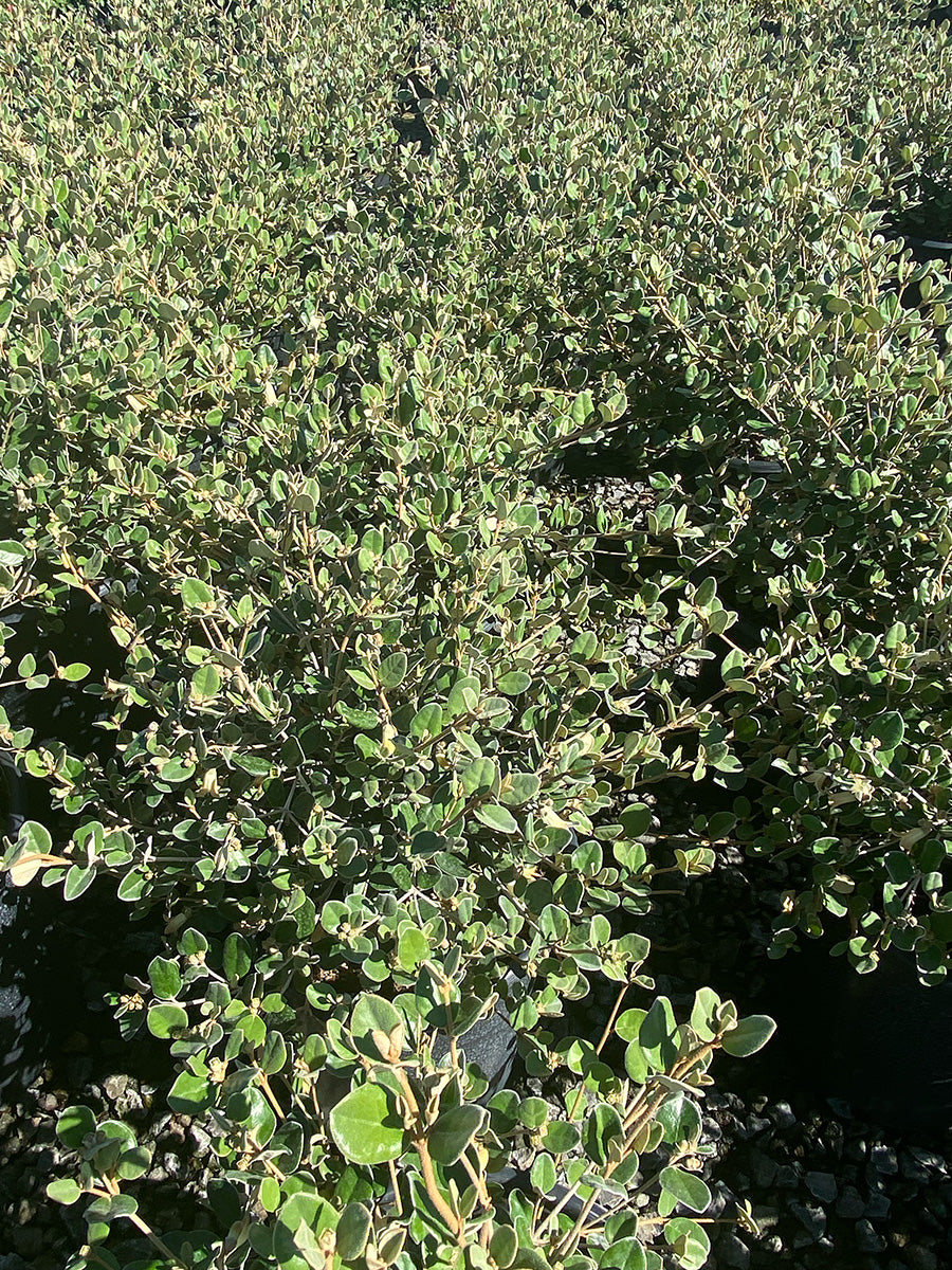 White Australian Fuchsia