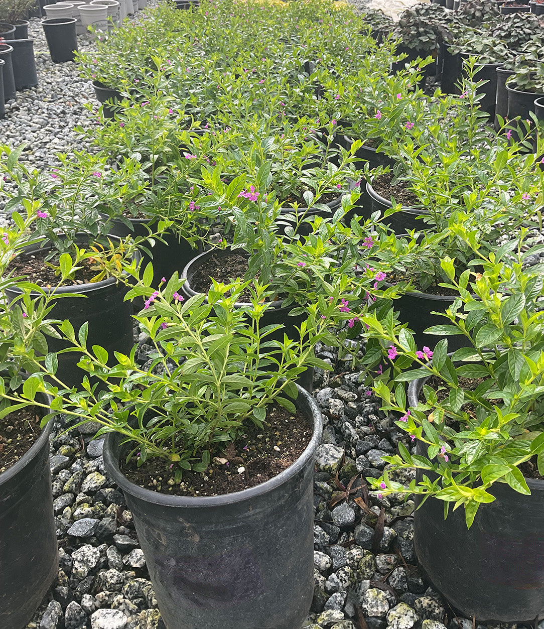 Lavender Lace - Cuphea hyssopifolia (Lavender-Pink) – Yardwork