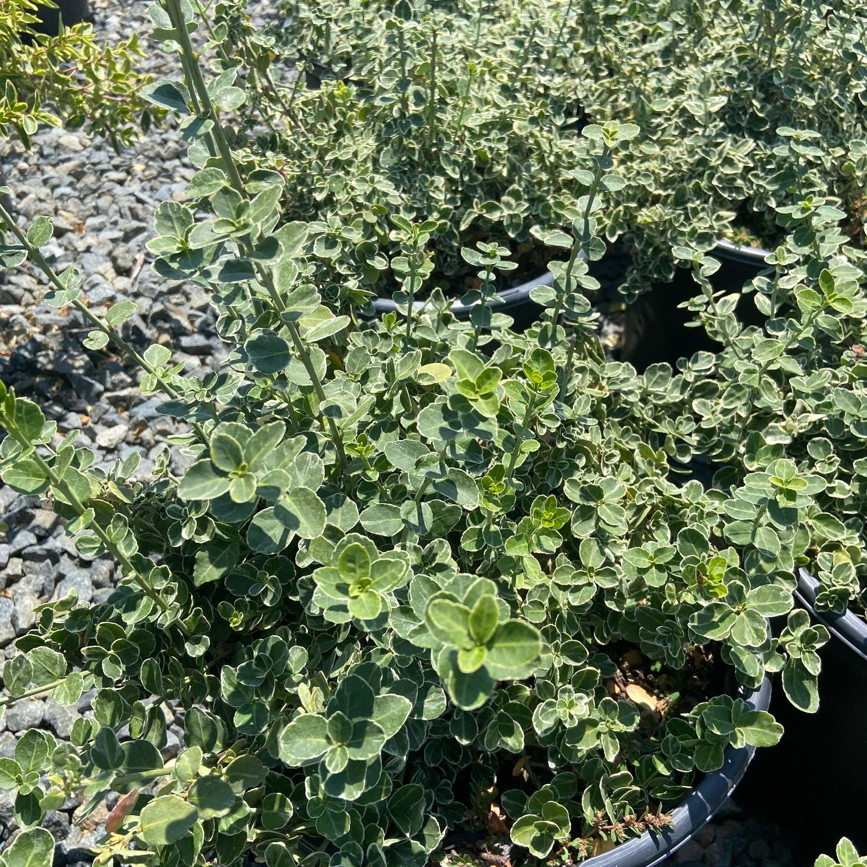 5 Gal. Emerald Gaiety Wintercreeper (Emerald Gaiety)