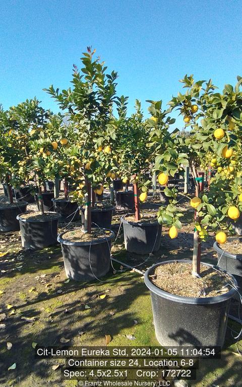 lemon plants in pots Eureka Lemon Tree