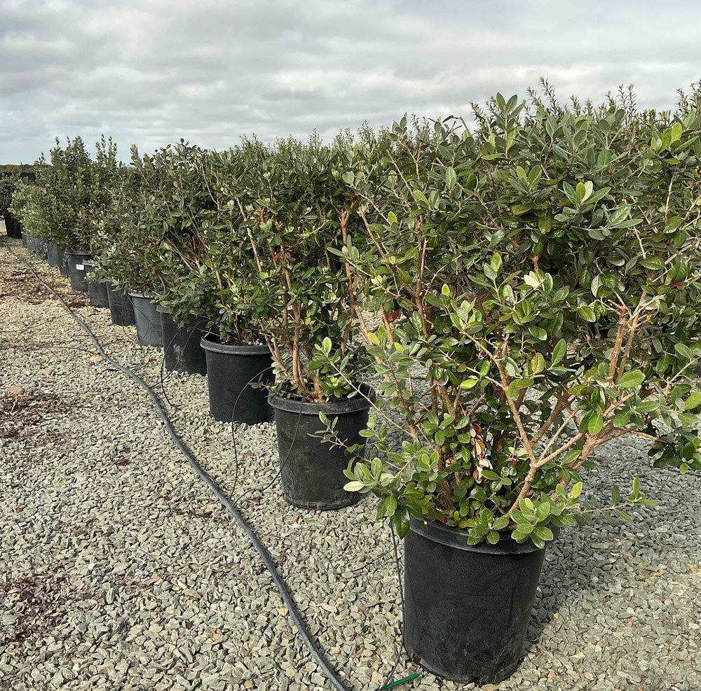 Pineapple Guava Tree (Feijoa Sellowiana) – Yardwork