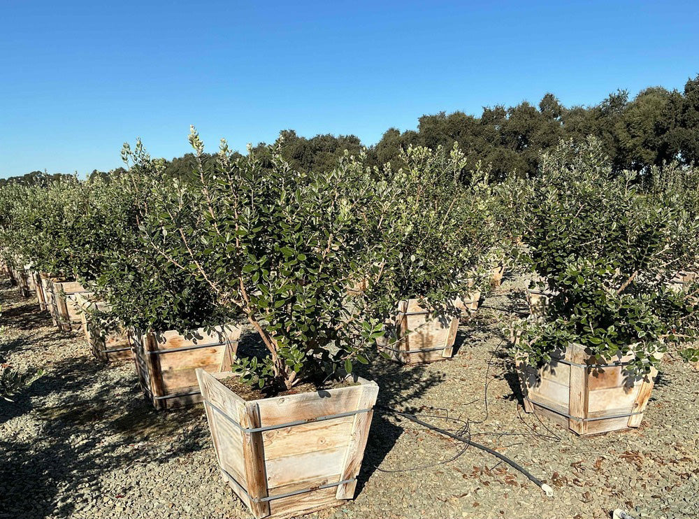 pineapple guava plants for sale Pineapple Guava Tree (Feijoa Sellowiana)