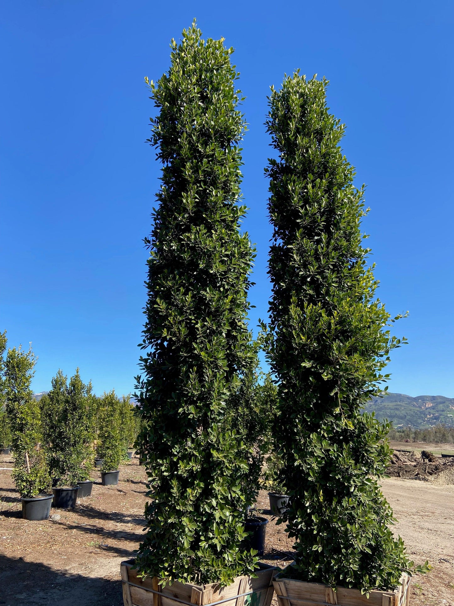Indian Laurel Columns - Ficus microcarpa nitida - Pulled Nursery