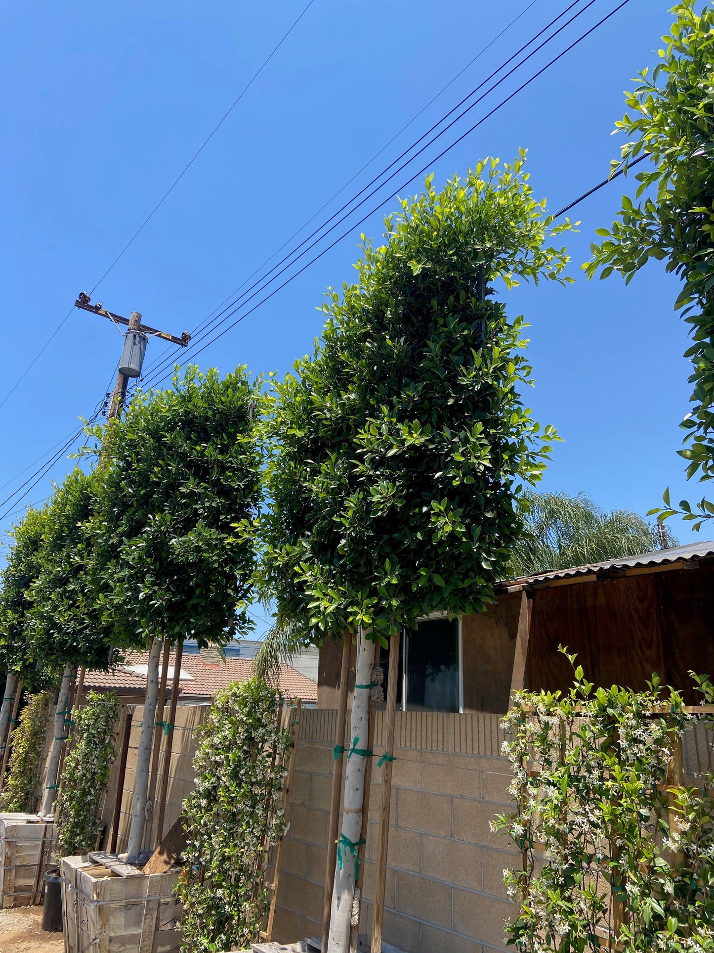 Indian Laurel Tree - Ficus microcarpa nitida - Pulled Nursery