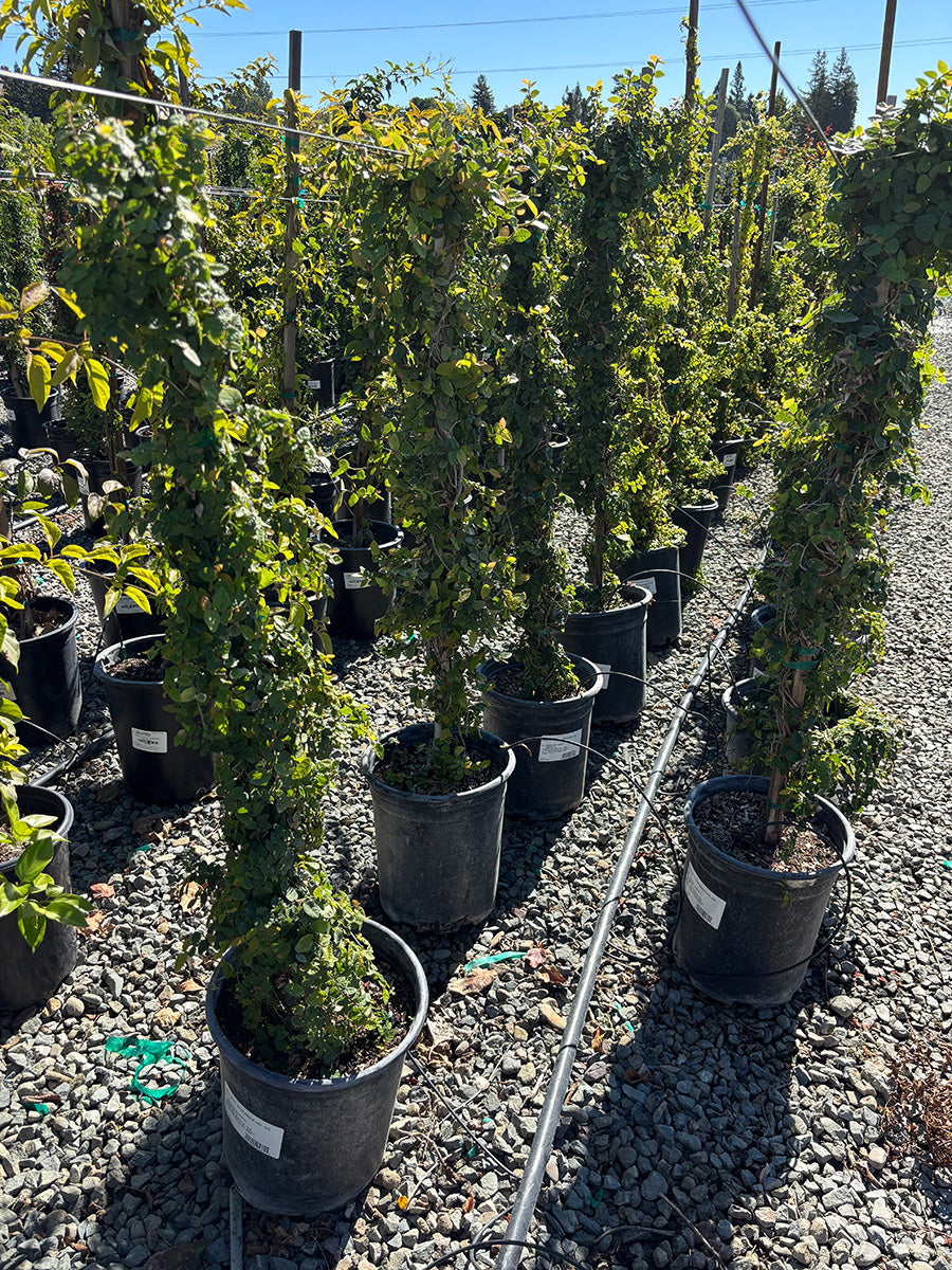 Creeping Fig - Ficus Pumila – Yardwork