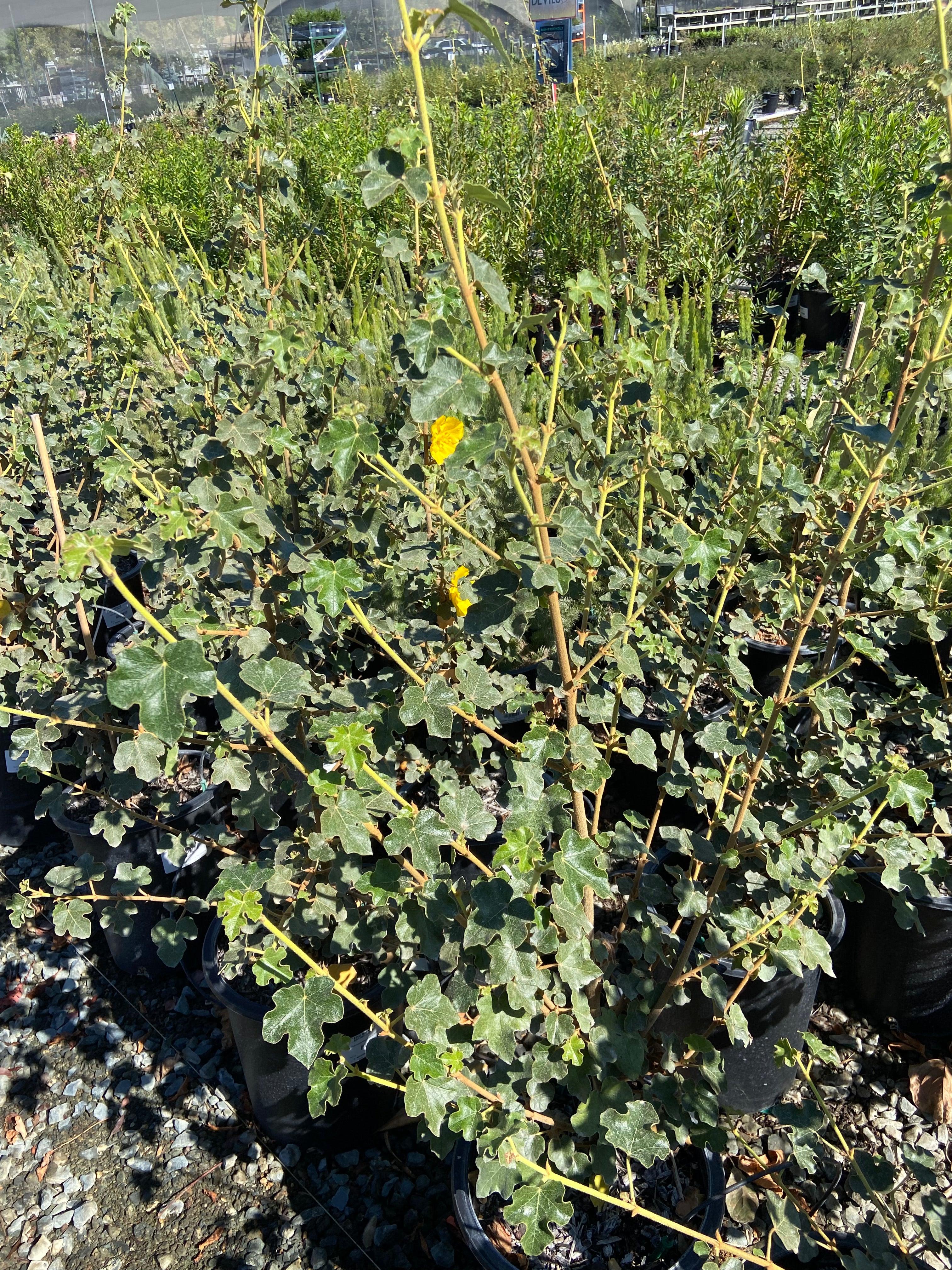 紫苑 Flannel Bush - Fremontodendron – Yardwork