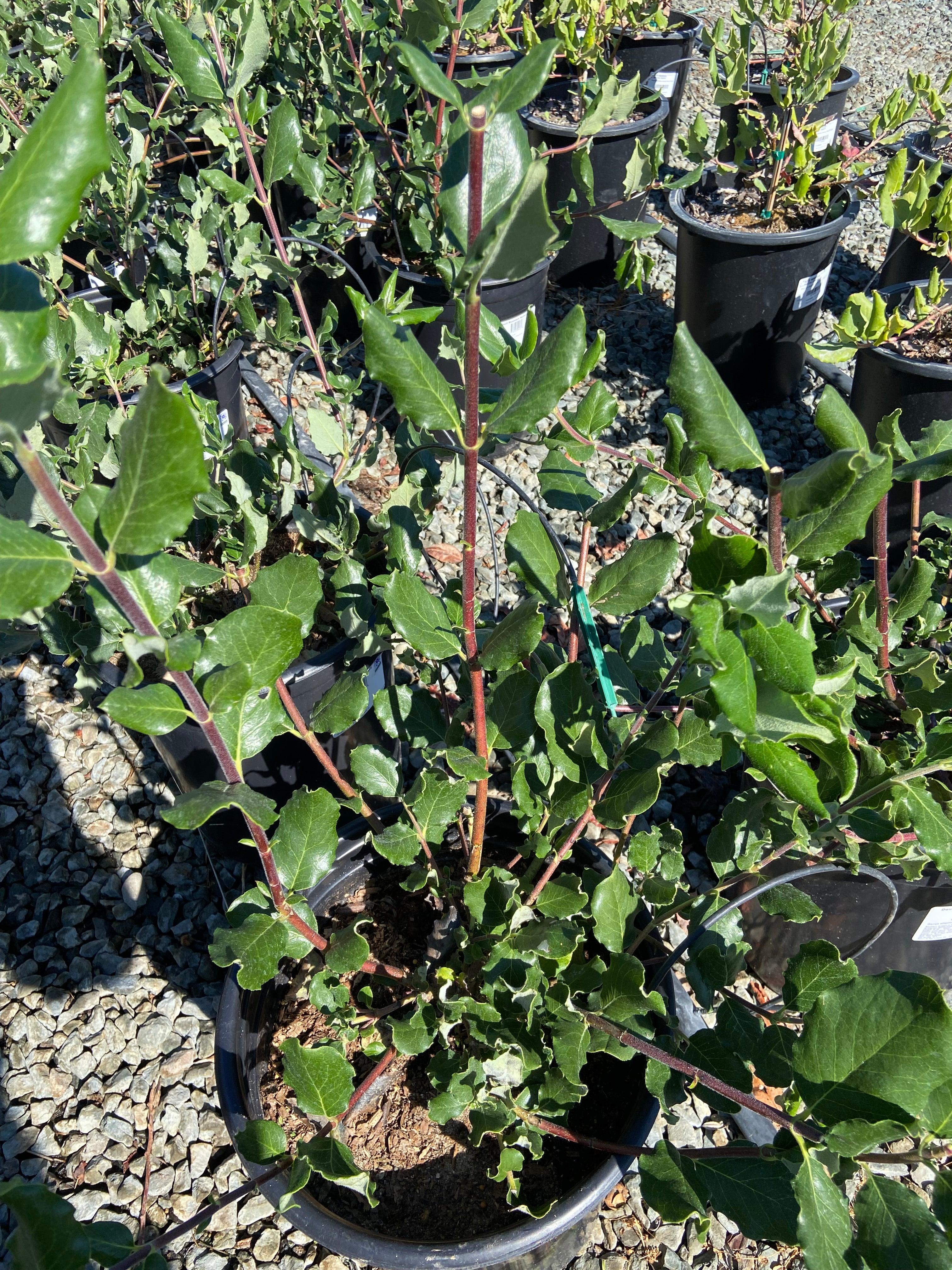 紫苑 Flannel Bush - Fremontodendron – Yardwork