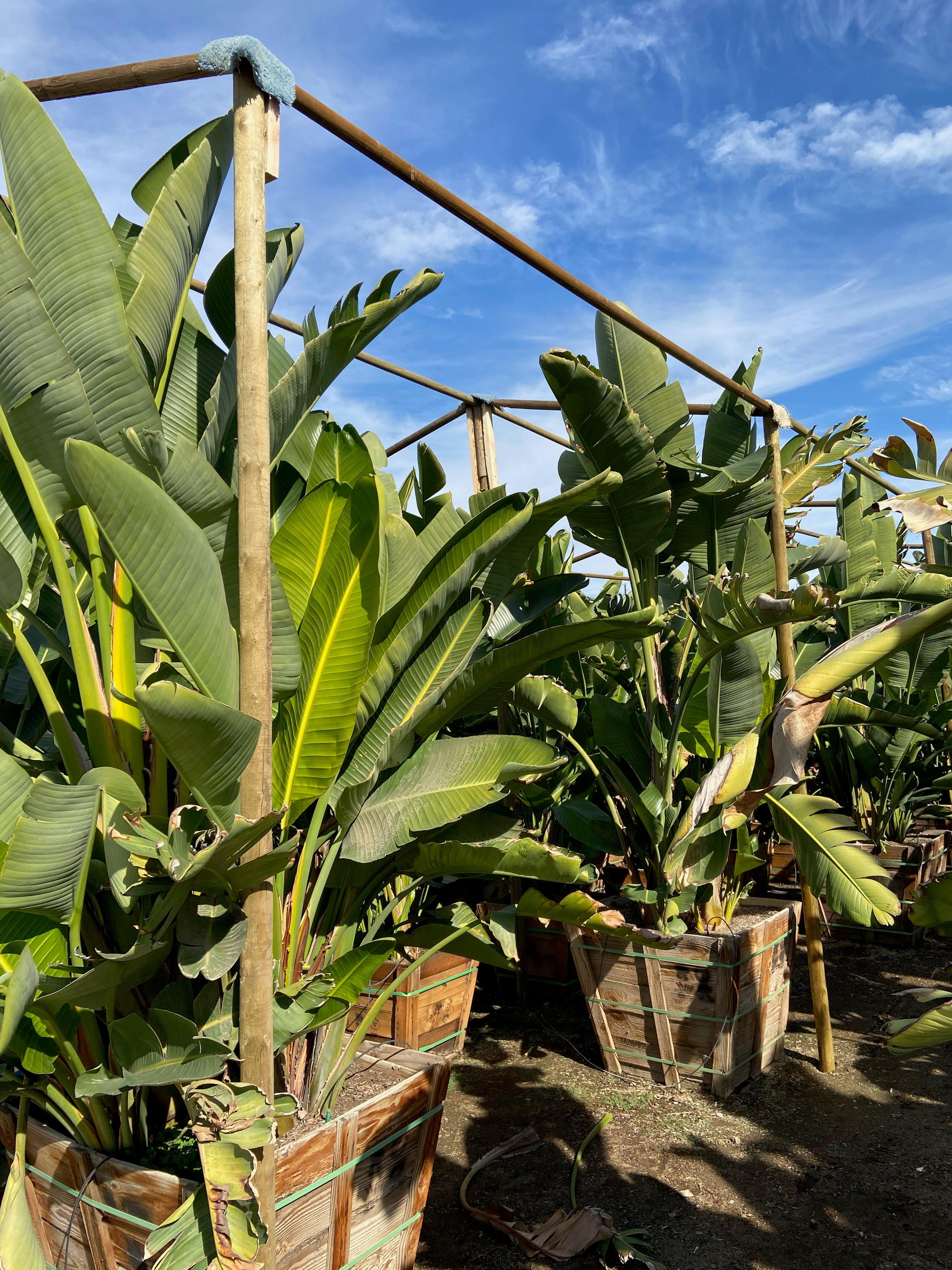 Strelitzia nicolai, wild banana, giant White bird of paradise 24” Box