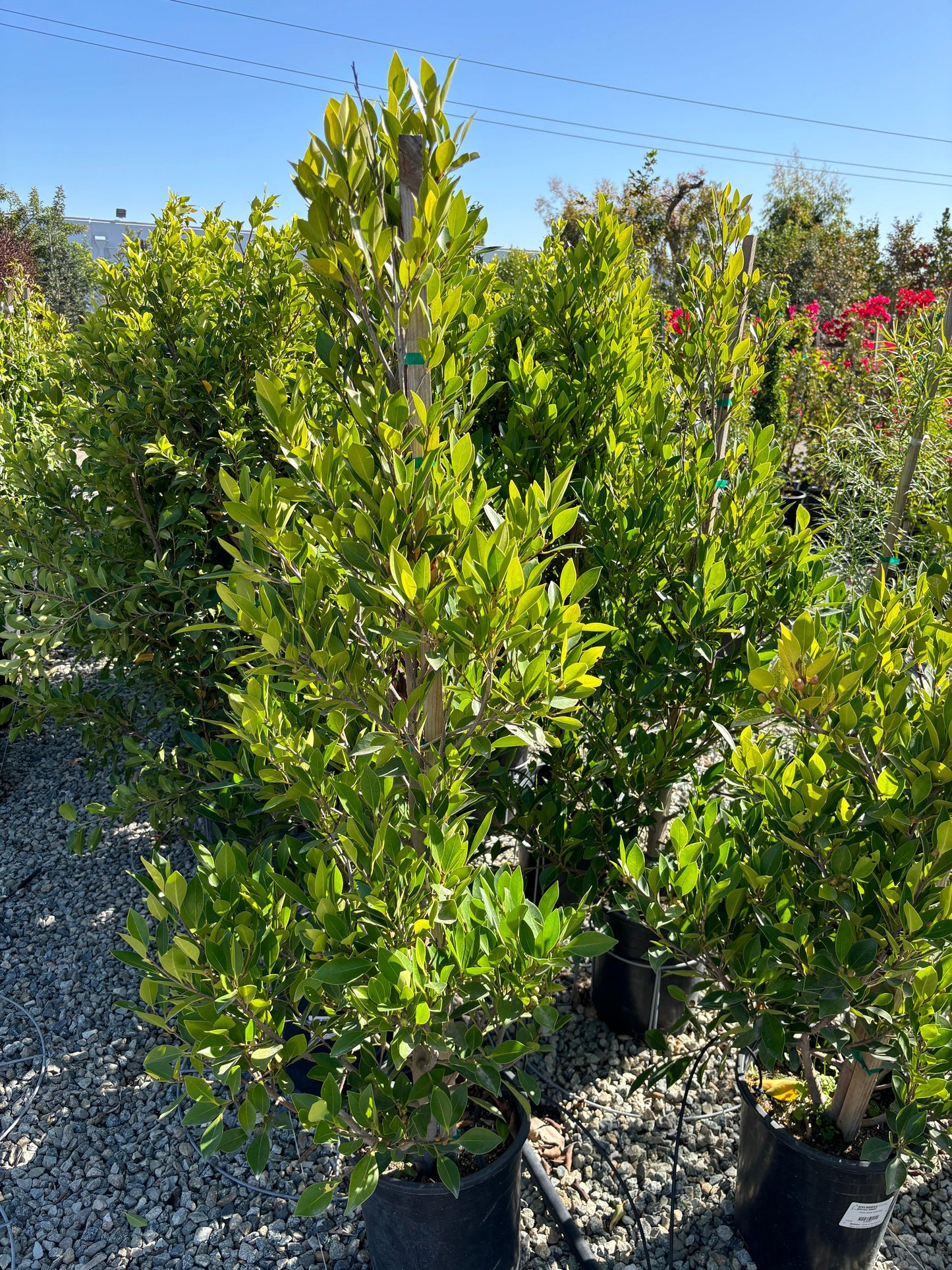 Indian Laurel Columns - Ficus microcarpa nitida - Pulled Nursery