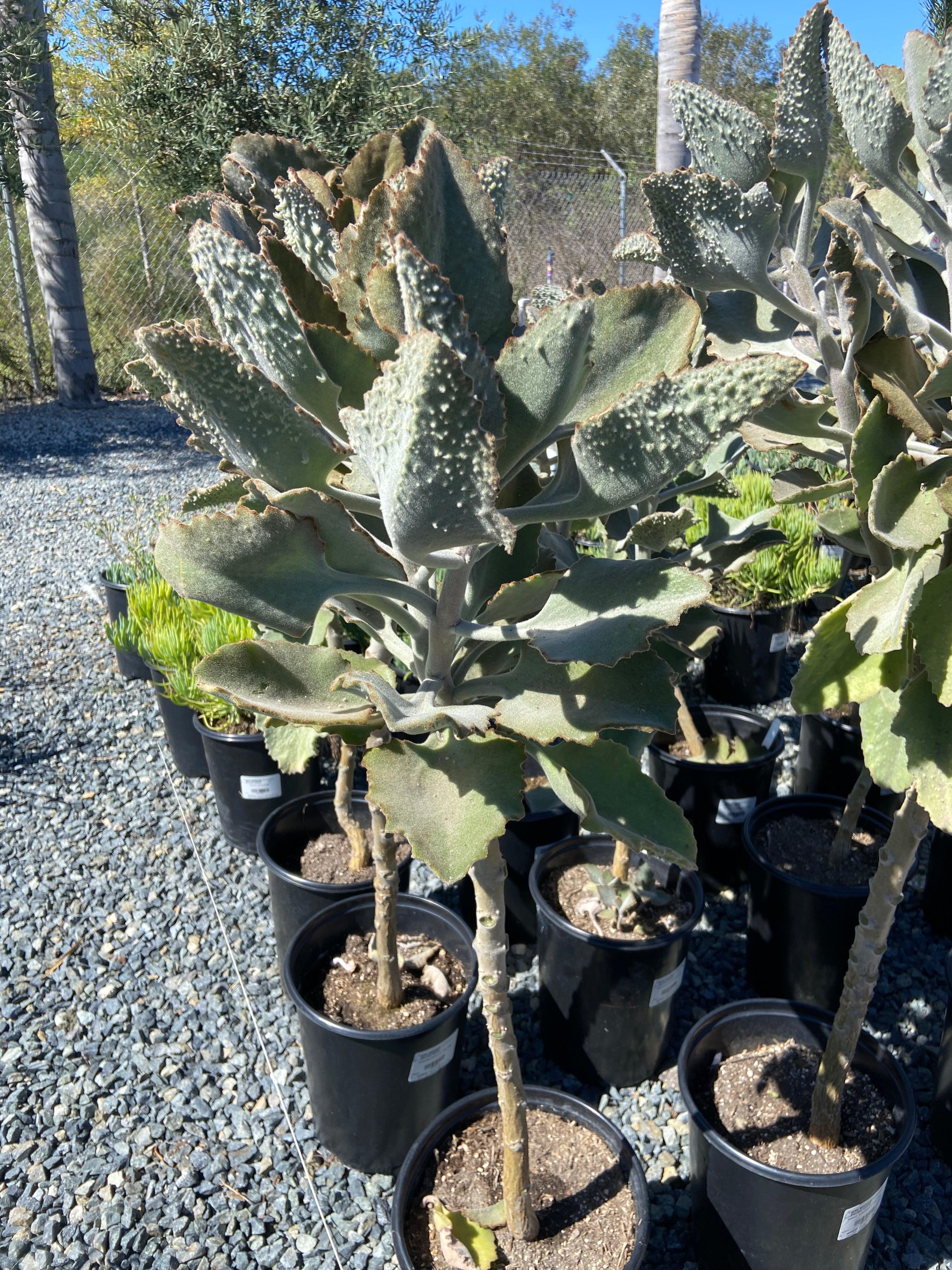 Kalanchoe beharensis (Felt Plant) – Yardwork