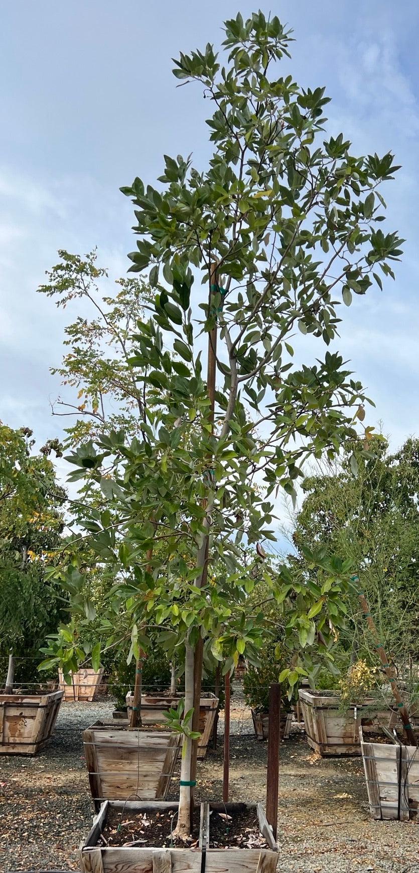 Magnolia – Yardwork