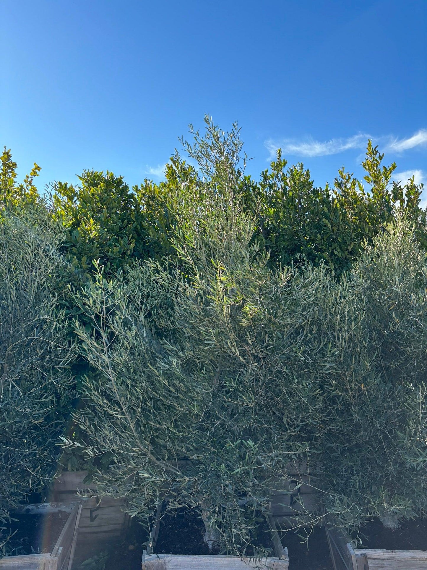 Majestic Beauty Olive - Olea Majestic Beauty - Pulled Nursery