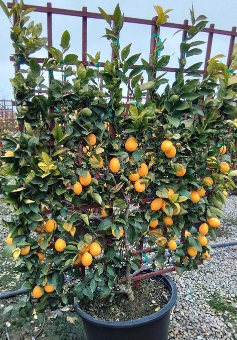 Meyer Lemon Tree