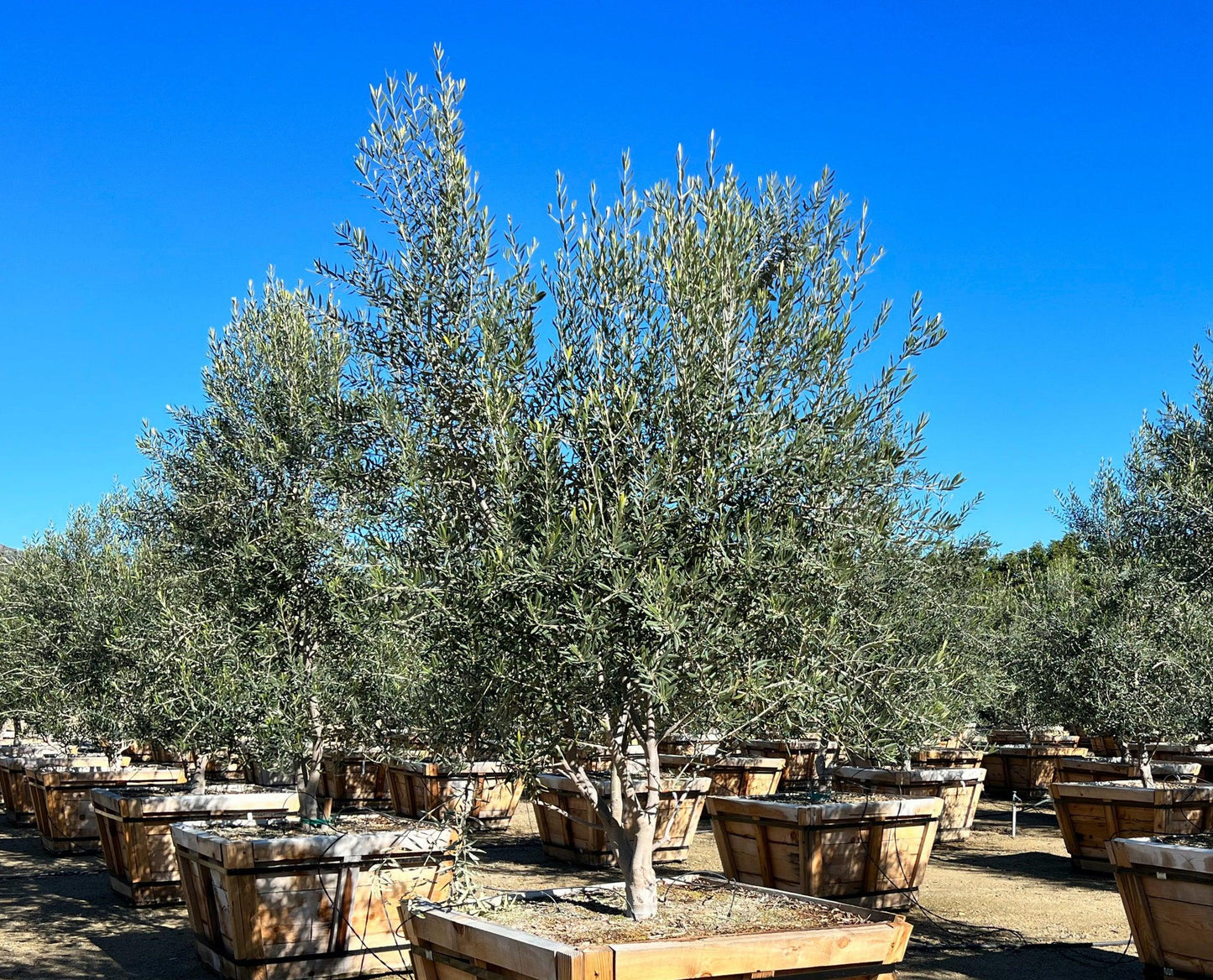 Swan Hill Olives® Fruitless Olive Tree - Olea Europaea 'Swan Hill' - Pulled Nursery