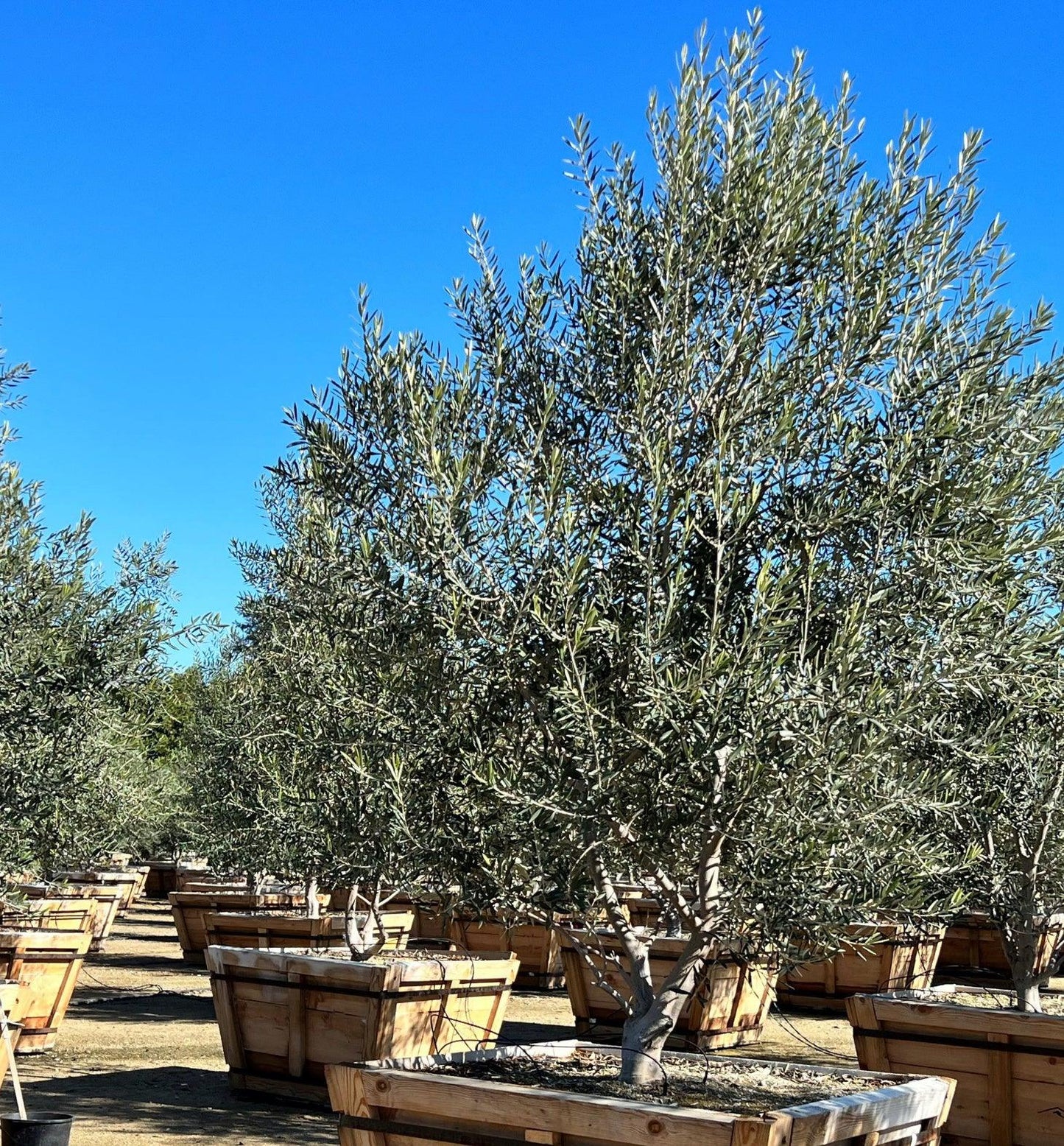 Swan Hill Olives® Fruitless Olive Tree - Olea Europaea 'Swan Hill' - Pulled Nursery