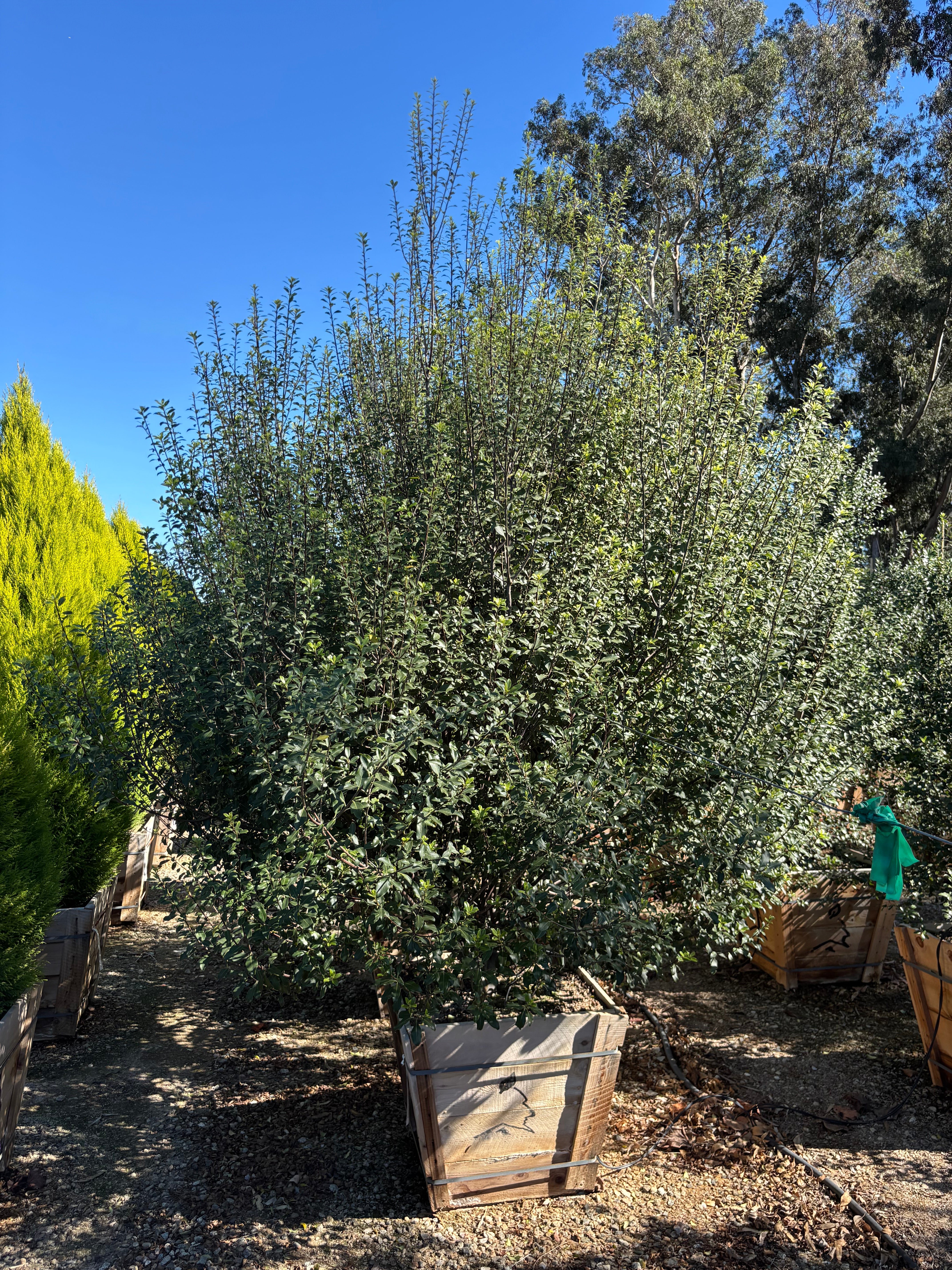 Pittosporum Tenuifolium (Kohuhu) – Yardwork