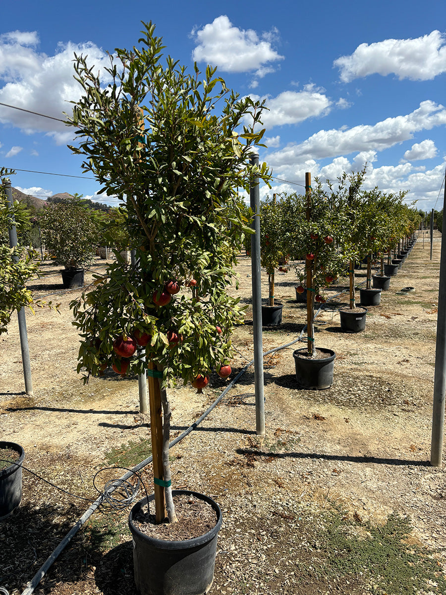 Pomegranate Tree – Yardwork