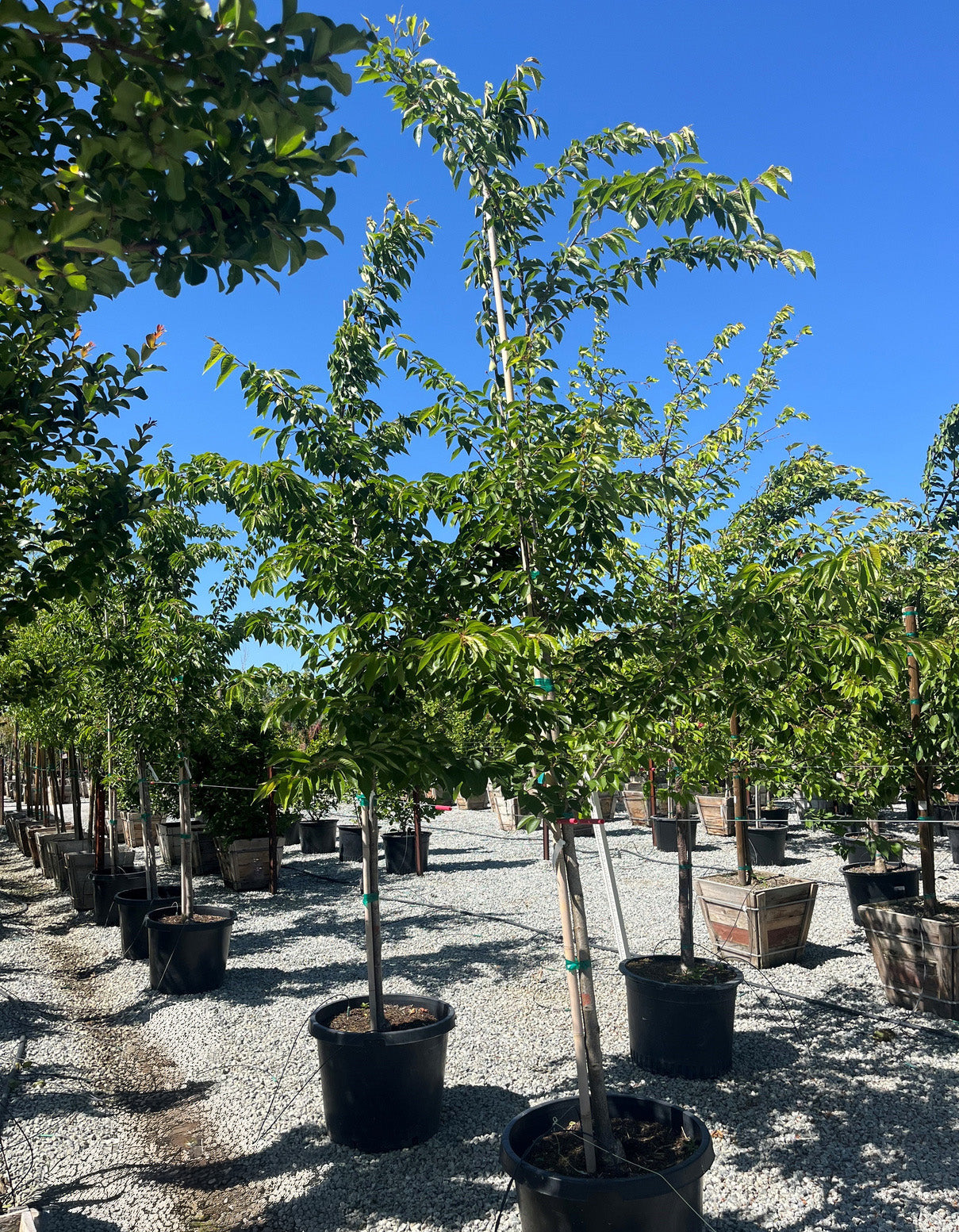 Akebono Yoshino Flowering Cherry (Prunus x yedoensis 'Akebono