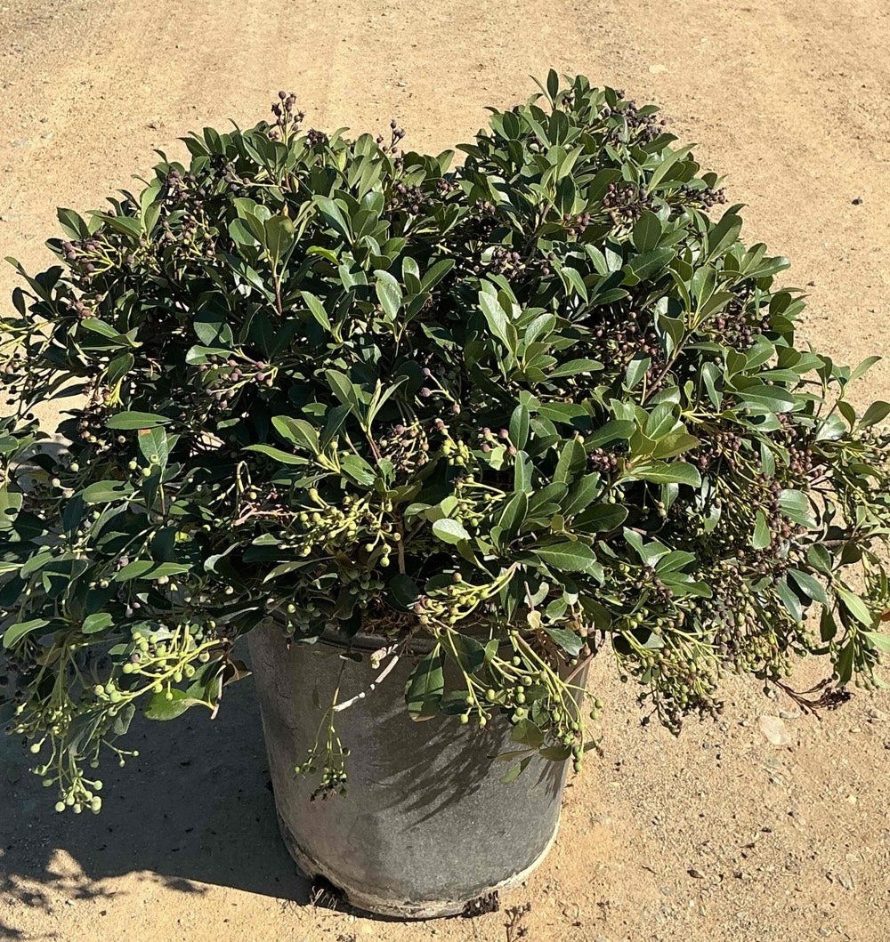 Rhaphiolepis Ballerina (Indian Hawthorn) – Yardwork